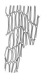 Orthotrichum rupestre var. papillosum, basal laminal cells.
 Image: R.C. Wagstaff © All rights reserved. Redrawn with permission from Lewinsky (1984). 
